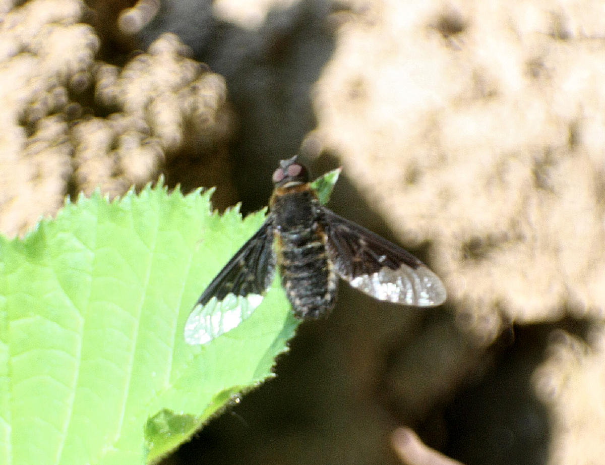 Hemipenthes morio   ????